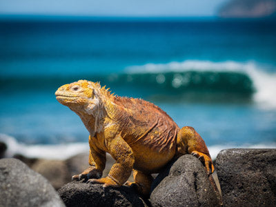 Family Land Galápagos